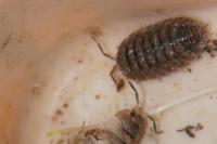 Porcellio scaber