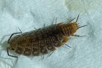 Chaetophiloscia cellaria