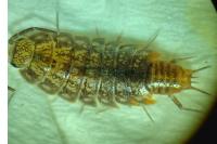 Chaetophiloscia cellaria
