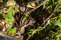 Lacerta bilineata