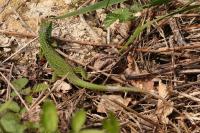 Lacerta bilineata