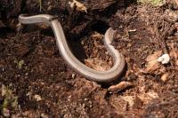 Anguis fragilis