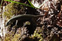 Podarcis muralis