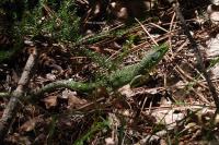 Lacerta bilineata