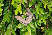 Podarcis muralis