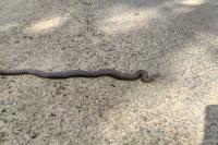Vipera aspis