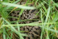 Vipera aspis