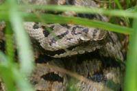 Vipera aspis