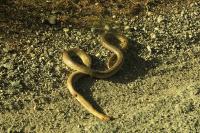 Zamenis longissimus