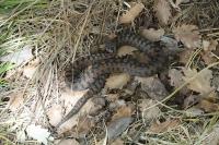 Vipera aspis