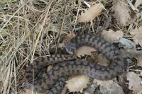 Vipera aspis