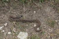 Vipera aspis