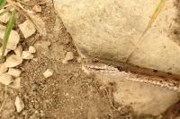 Vipera aspis