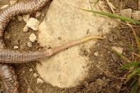 Vipera aspis