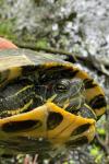Trachemys scripta