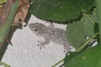 Tarentola mauritanica