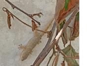 Tarentola mauritanica
