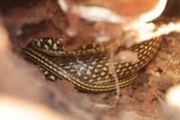 Hierophis viridiflavus