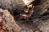 Hierophis viridiflavus