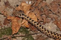 Vipera aspis