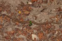 Vipera aspis