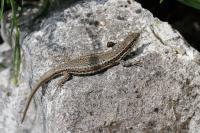Lézard des murailles