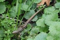 Podarcis muralis