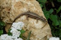 Podarcis muralis