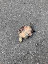 Emys orbicularis