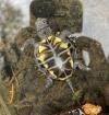 Emys orbicularis