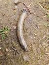 Anguis fragilis