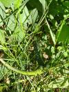 Lacerta bilineata