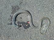 Natrix helvetica
