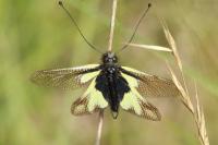 Libelloides coccajus