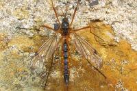 Ctenophora pectinicornis