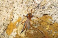 Ctenophora pectinicornis