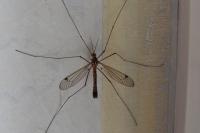 Nephrotoma guestfalica