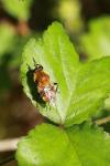 Criorhina floccosa
