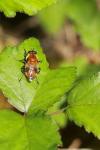 Criorhina floccosa