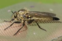 Dysmachus fuscipennis