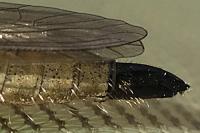 Dysmachus fuscipennis
