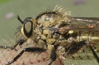 Dysmachus fuscipennis