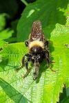 Laphria ephippium