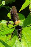 Laphria ephippium