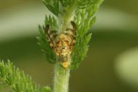 Chaetostomella cylindrica