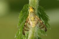 Chaetostomella cylindrica