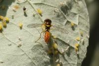 Sphaerophoria rueppellii