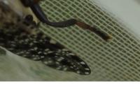 Platystoma lugubre