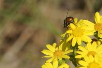 Gymnosoma