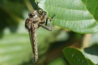 Machimus gonatistes